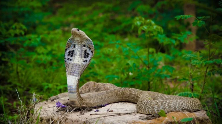 Nagpanchmi tyohar ki photo