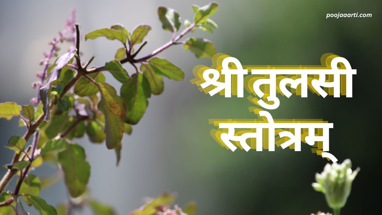 श्री तुलसी स्तोत्रम् (Shri Tulsi Stotram) 1 Shri Tulsi Stotram
